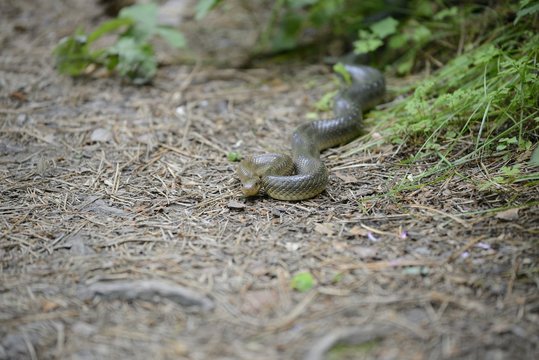 Aesculapian snake in its natural habitat