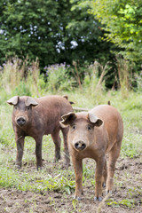 Schweine in Weidehaltung