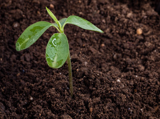 Green seedling growing from soil