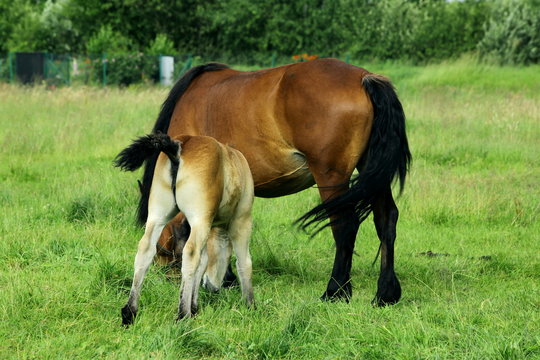 koń