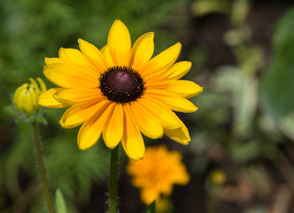 Rubdékia, fleur jaune