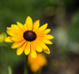 Rubdékia, fleur jaune
