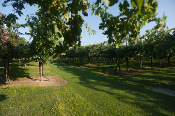 Vineyards