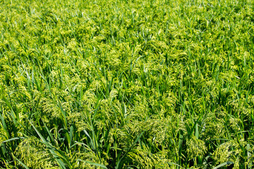 Preview green field plant millet background