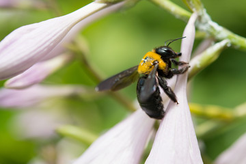 Fototapeta premium ギボウシにとまるクマ蜂