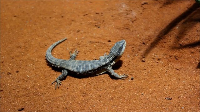 Tansania Zwergg&uuml;rtelschweif Cordylus c. tropidosternum