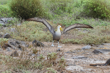 Waved albatross (Phoebastria irrorata)