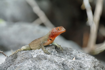 Galapagos Lava Lizard (Microlophus albemarlensis)