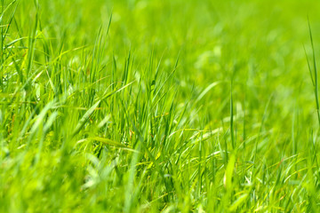 Green grass abstract background