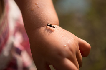 子供の手に乗る蟻