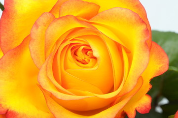 Fototapeta na wymiar Close up of orange rose flower