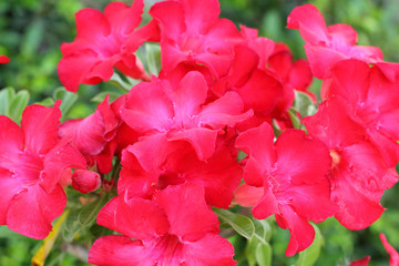Fototapeta premium close up of raindrops on pink impala lily
