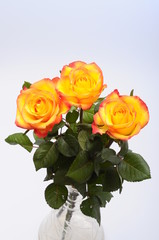 Close up of orange rose flower