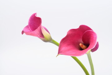 Purple arum flower