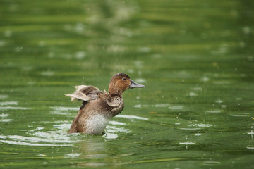 Common Pochard, Pochard, Aythya ferina