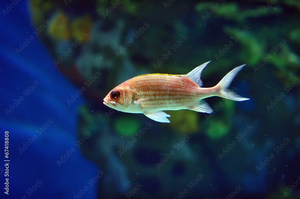 Wall mural underwater image of tropical fish