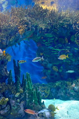 Naklejka na ściany i meble underwater image of tropical fishes