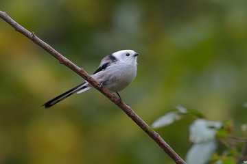 long tailed tit outdoor (aegithalos caudatus)