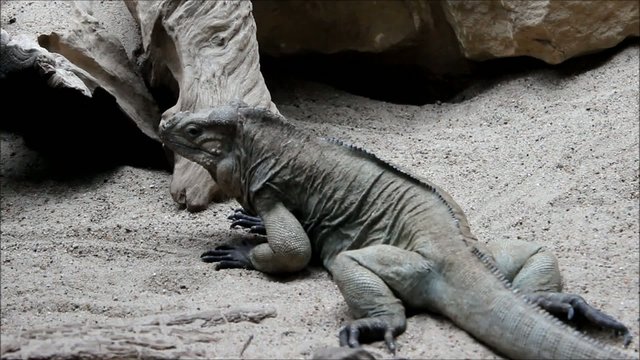 Nashornleguan (Rhinoceros Iguana) Cyclura cornuta