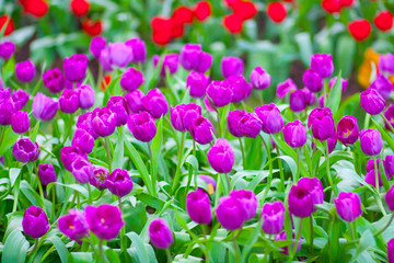 Purple tulips