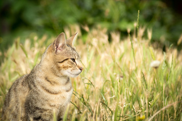 Stray cat sitting in the grass