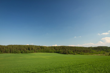 summer landscape of fields and woods