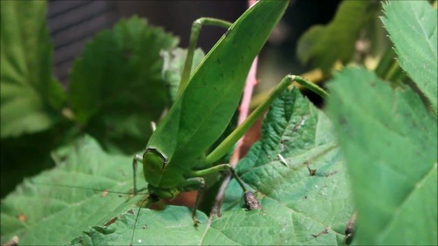 Riesenblattschrecke (Giant Katydid) Stilpnochlora couloniana