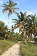 Fototapeta na wymiar Dominican jungle.