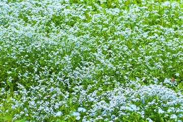The flower garden of forget me not