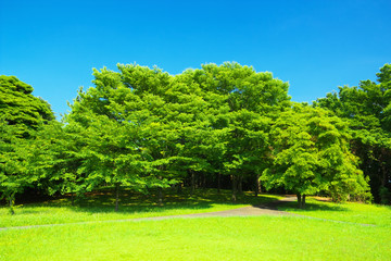 Fresh verdure with blue sky