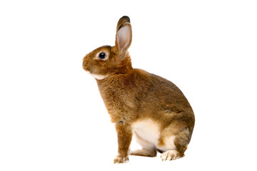 Castor Rex rabbit over white