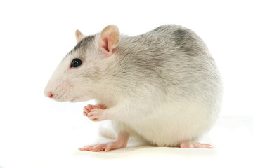 Two-coloured rat washing over white