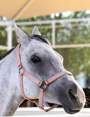 Beautiful grey Arabian horse
