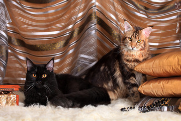 Two Rich maine coon cats