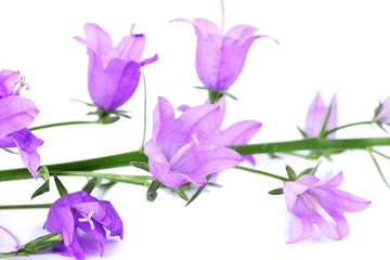 Beautiful blue bell flowers  isolated on white