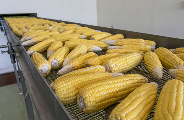Fresh corns on transmission belt in factory