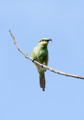 A beautiful green bee-eater with bee