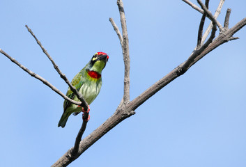 A colorful Coppersmith Barbet perched on a branch