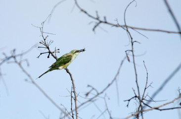 green bee-eater perched on branch with prey