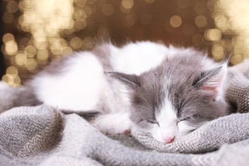Beautiful cute little kitten on shiny background
