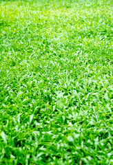 Green grass texture.