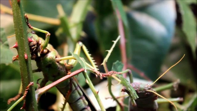 Laubheuschrecke (Giant Grasshoper) Tropidacris collaris