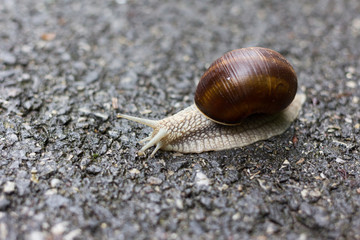 A small snail moving slowly with his house