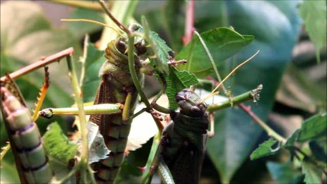 Laubheuschrecke (Giant Grasshoper) Tropidacris collaris