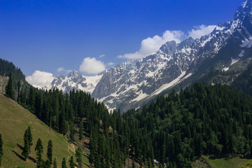 Snow mountain with pine forest
