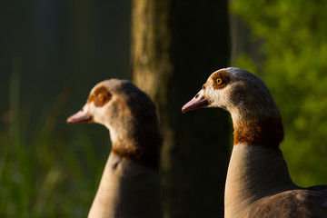 Zwei Nilgänse im Licht der Abendsonne