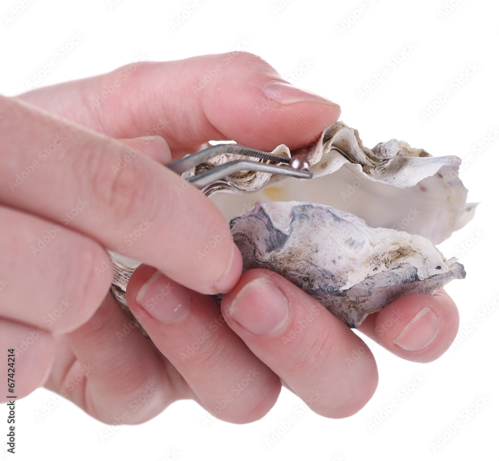 Wall mural Hand with tweezers holding pearl and oyster, isolated on white