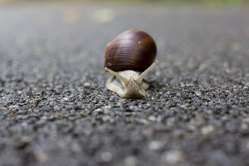 A small snail moving slowly with his house