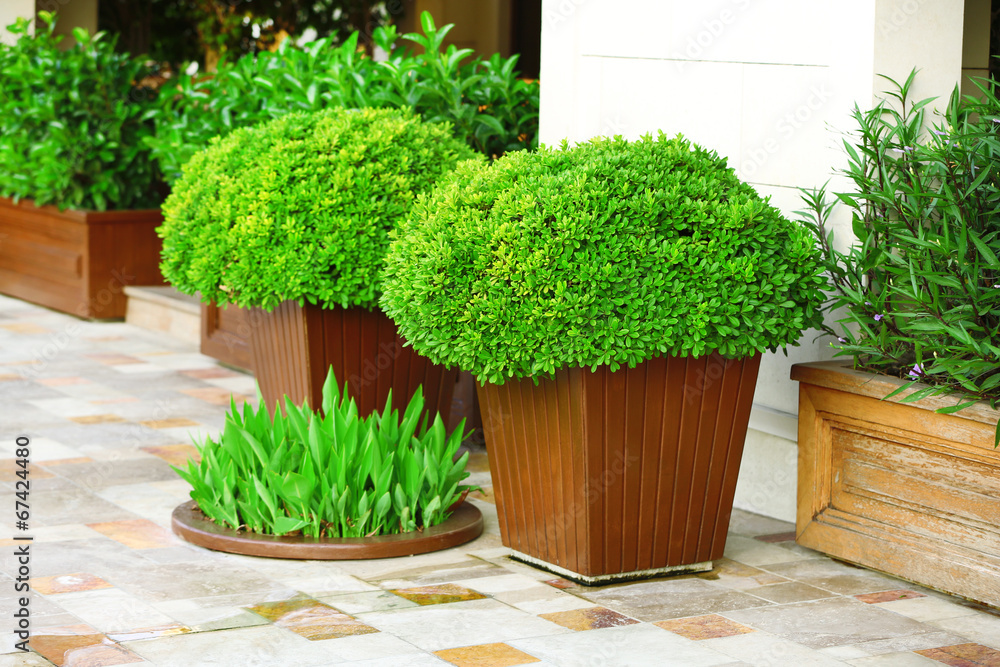 Poster garden pots with lush bushes