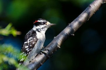 Downy Woodpecker Perched on a Branch